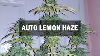 Lemon Haze autofem (Master-Seed)