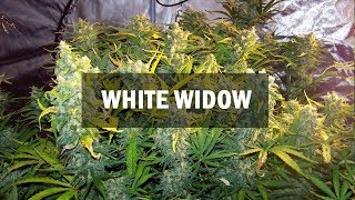 White Widow fem (Master-Seed)