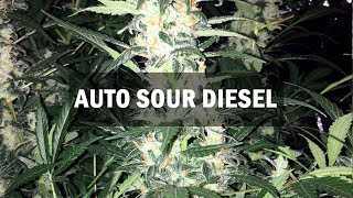 Sour Diesel autofem (Master-Seed)