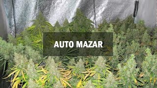 Mazar autofem (Master-Seed)