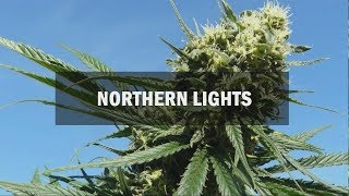Northern Lights fem (Master-Seed)