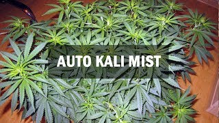 Kali Mist autofem (Master-Seed)