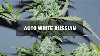 White Russian autofem (Master-Seed)
