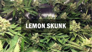 Lemon Skunk fem (Master-Seed)