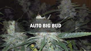 Big Bud autofem (Master-Seed)