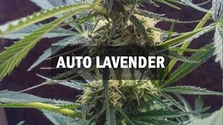 Lavender autofem (Master-Seed)