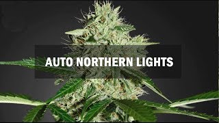 Northern Lights autofem (Master-Seed)