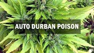 Durban Poison autofem (Master-Seed)