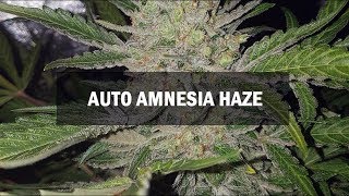 Amnesia Haze autofem (Master-Seed)