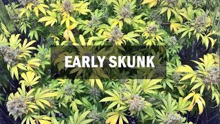 Early Skunk fem (Master-Seed)