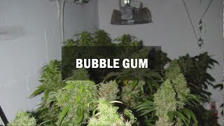 Bubble Gum fem (Master-Seed)