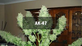 AK-47 fem (Master-Seed)