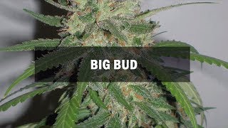 Big Bud fem (Master-Seed)