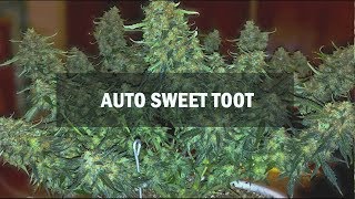 Sweet Tooth autofem (Master-Seed)