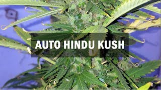 Hindu Kush autofem (Master-Seed)
