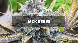 Jack Herer fem (Master-Seed)